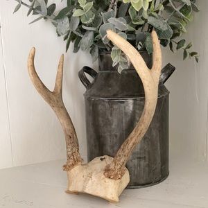 Real set of antlers, use as rustic accent, wall decor, conversational piece